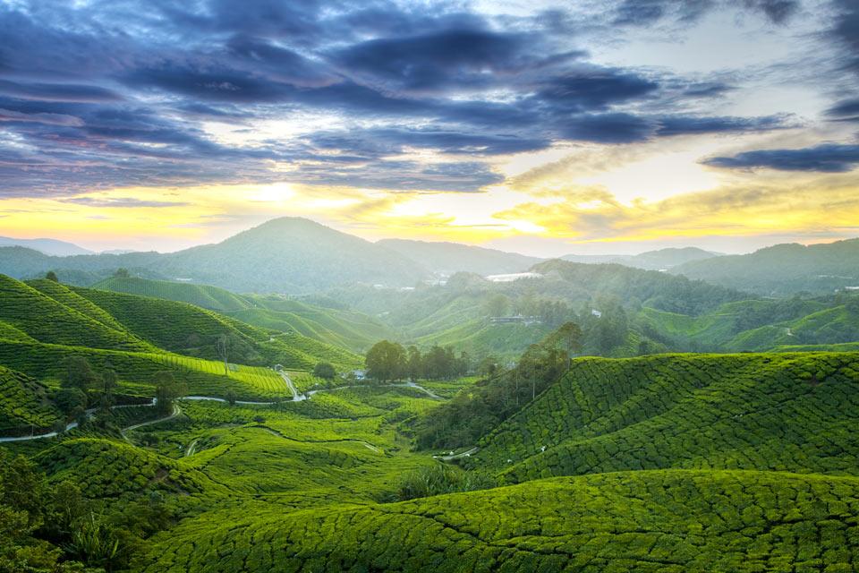 Paket tour semarang ke  malaysia selain bisa ke kuala lumpur bisa juga Cameron Highlands
